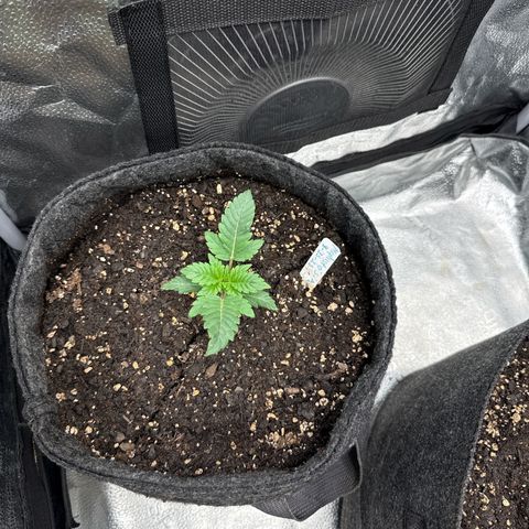 MephistO’z  growlog timeline photo