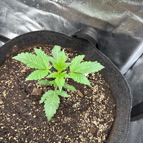 Toof Decay x Walter White  growlog timeline photo