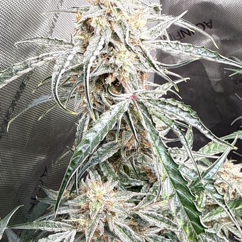 Mephisto Genetics Beary Berry Punch growlog timeline photo