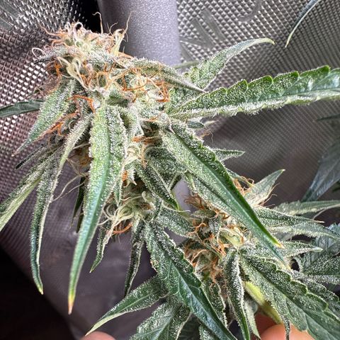 Mephisto Genetics Beary Berry Punch growlog timeline photo