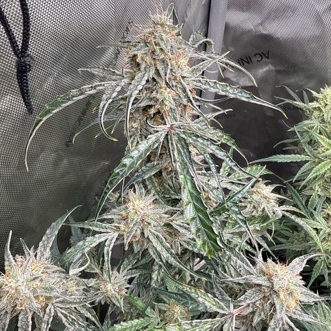 Mephisto Genetics Beary Berry Punch growlog timeline photo