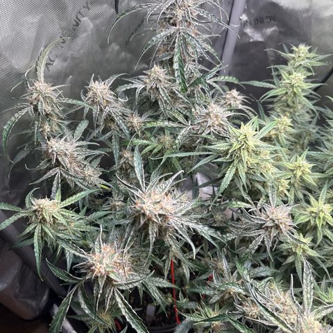 Mephisto Genetics Beary Berry Punch growlog timeline photo