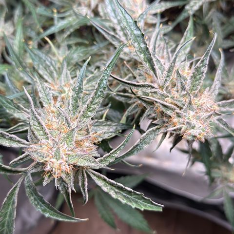 Mephisto Genetics Beary Berry Punch growlog timeline photo