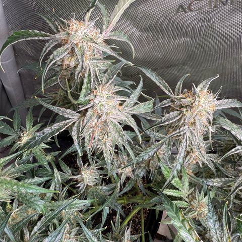Mephisto Genetics Beary Berry Punch growlog timeline photo
