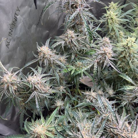 Mephisto Genetics Beary Berry Punch growlog timeline photo