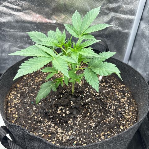Toof Decay x Walter White  growlog timeline photo