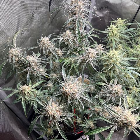 Mephisto Genetics Beary Berry Punch growlog timeline photo