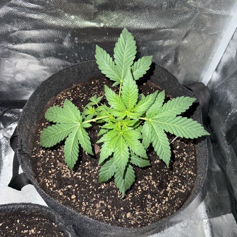 Toof Decay x Walter White  growlog timeline photo