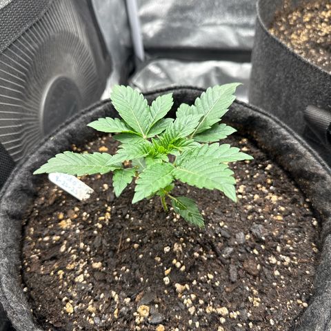 MephistO’z  growlog timeline photo