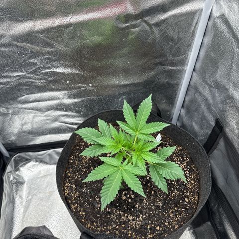 Toof Decay x Walter White  growlog timeline photo