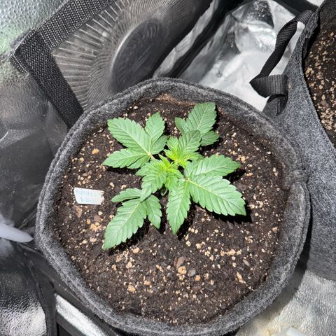 MephistO’z  growlog timeline photo