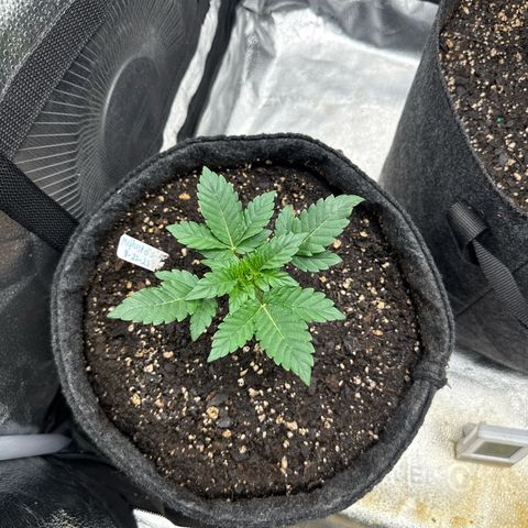 MephistO’z  growlog timeline photo