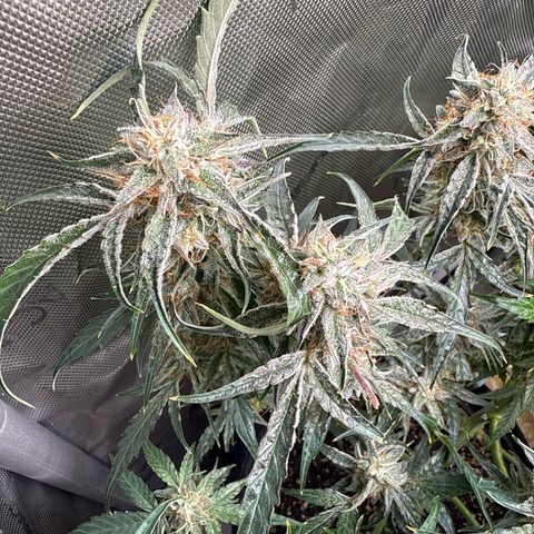 Mephisto Genetics Beary Berry Punch growlog timeline photo