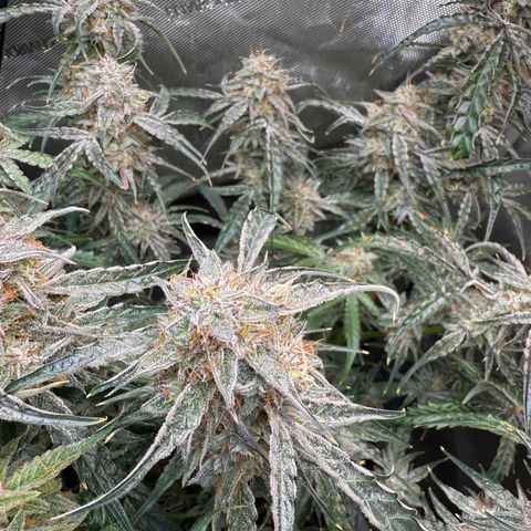 Mephisto Genetics Beary Berry Punch growlog timeline photo