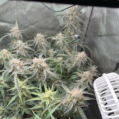 Mephisto Genetics Beary Berry Punch growlog timeline photo