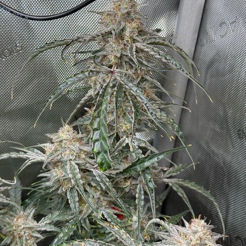 Mephisto Genetics Beary Berry Punch growlog timeline photo