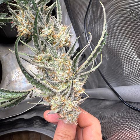 Mephisto Genetics Beary Berry Punch growlog timeline photo