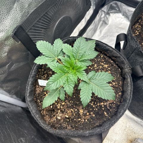 MephistO’z  growlog timeline photo