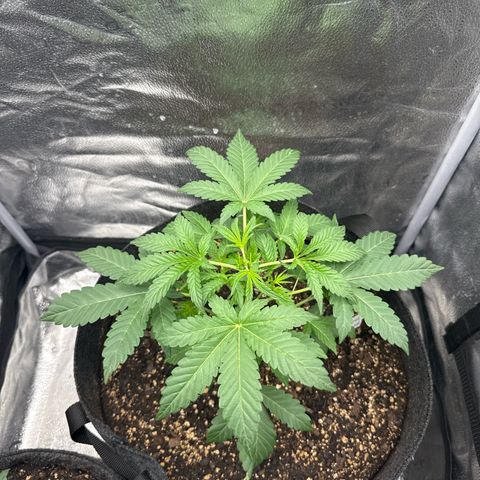 Toof Decay x Walter White  growlog photo: I just topped the plant at the 5th node. 