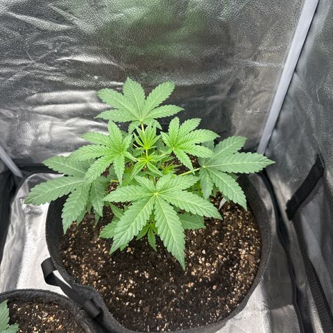 Toof Decay x Walter White  growlog timeline photo