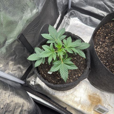 MephistO’z  growlog timeline photo