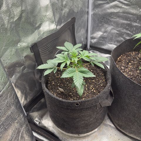 MephistO’z  growlog timeline photo