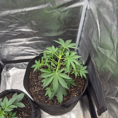 Toof Decay x Walter White  growlog timeline photo