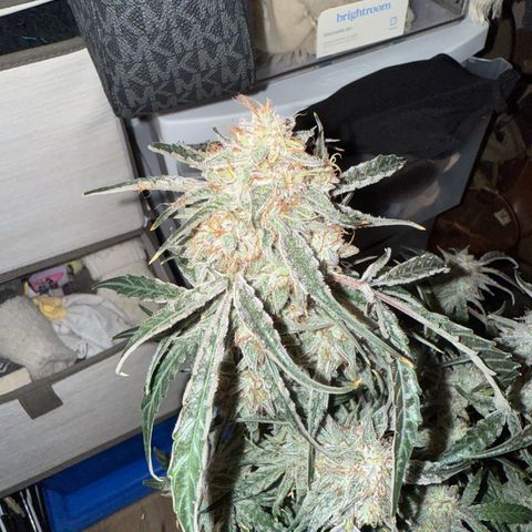 Mephisto Genetics Beary Berry Punch growlog photo: Removed plant from tent for 24-48 hours of complete darkness before harvest. 