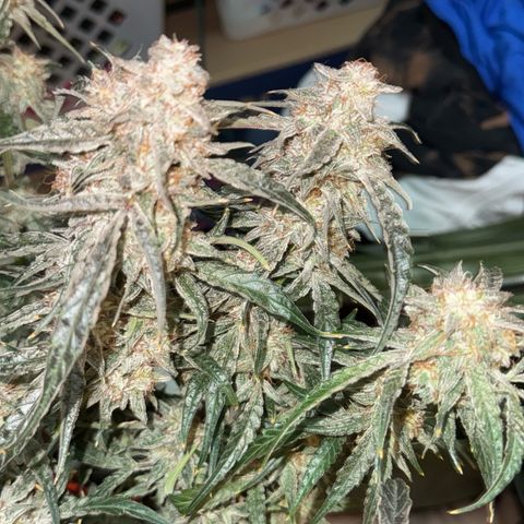 Mephisto Genetics Beary Berry Punch growlog photo: Removed plant from tent for 24-48 hours of complete darkness before harvest. 