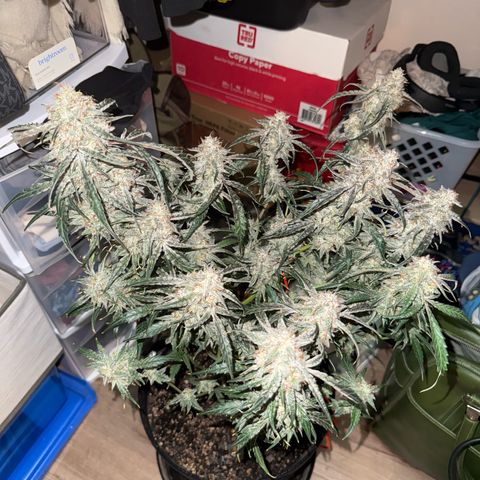 Mephisto Genetics Beary Berry Punch growlog photo: Removed plant from tent for 24-48 hours of complete darkness before harvest. 