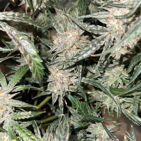 Mephisto Genetics Beary Berry Punch growlog photo: Removed plant from tent for 24-48 hours of complete darkness before harvest. 