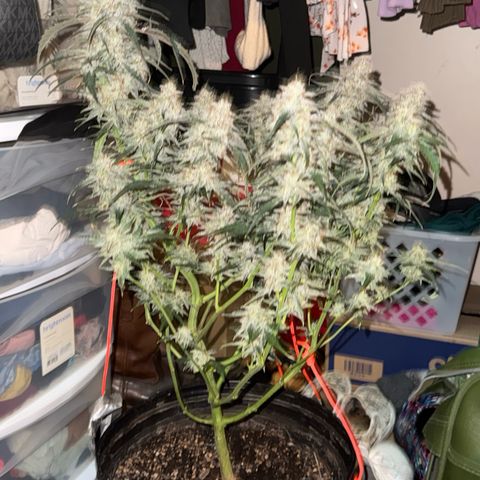 Mephisto Genetics Beary Berry Punch growlog photo: Removed plant from tent for 24-48 hours of complete darkness before harvest. 