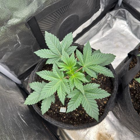 MephistO’z  growlog timeline photo