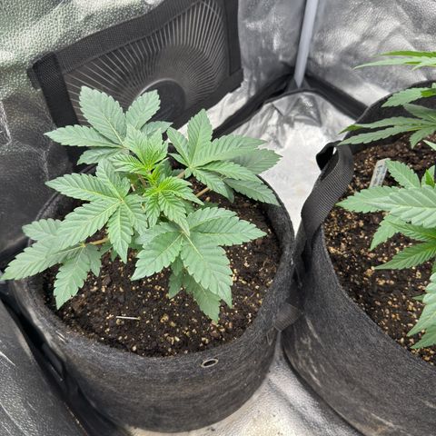 MephistO’z  growlog timeline photo