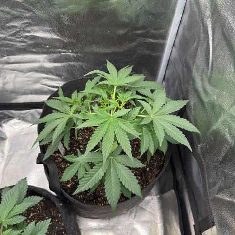 Toof Decay x Walter White  growlog timeline photo