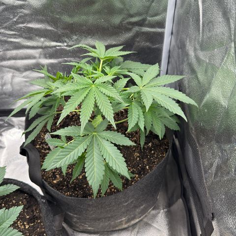 Toof Decay x Walter White  growlog timeline photo