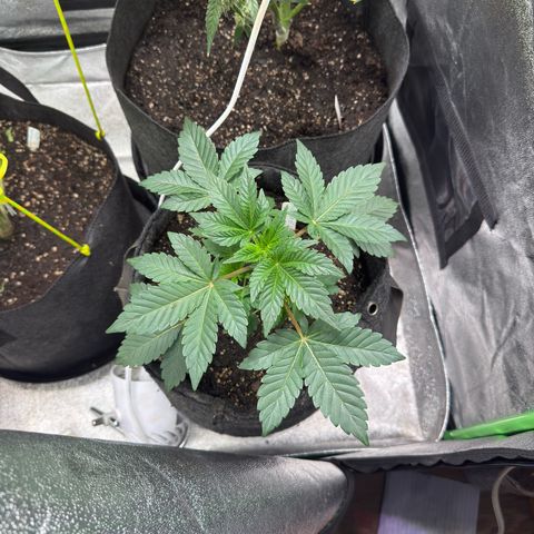 MephistO’z  growlog timeline photo