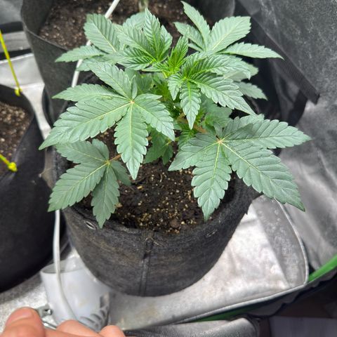MephistO’z  growlog timeline photo