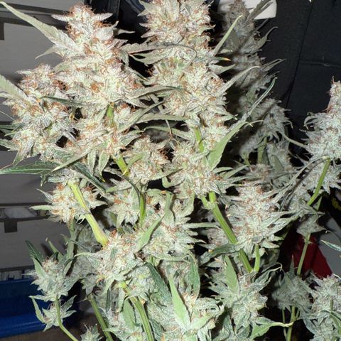 Mephisto Genetics Beary Berry Punch growlog photo: Pics taken after being placed in darkness for 2 days and then chopped last night. Now they will be dried for hopefully 8+ days at 60-62% humidity and as close to 70 degrees F as possible. Then they will be placed in mason jars for a cure. Checking to make sure they are maintain enough moisture to continue a cure throughout the drying period. 