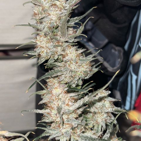 Mephisto Genetics Beary Berry Punch growlog photo: Pics taken after being placed in darkness for 2 days and then chopped last night. Now they will be dried for hopefully 8+ days at 60-62% humidity and as close to 70 degrees F as possible. Then they will be placed in mason jars for a cure. Checking to make sure they are maintain enough moisture to continue a cure throughout the drying period. 