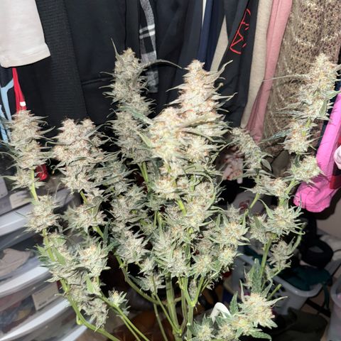 Mephisto Genetics Beary Berry Punch growlog photo: Pics taken after being placed in darkness for 2 days and then chopped last night. Now they will be dried for hopefully 8+ days at 60-62% humidity and as close to 70 degrees F as possible. Then they will be placed in mason jars for a cure. Checking to make sure they are maintain enough moisture to continue a cure throughout the drying period. 