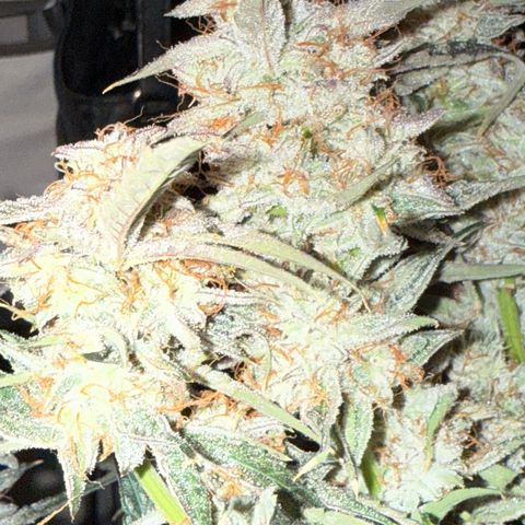 Mephisto Genetics Beary Berry Punch growlog photo: Pics taken after being placed in darkness for 2 days and then chopped last night. Now they will be dried for hopefully 8+ days at 60-62% humidity and as close to 70 degrees F as possible. Then they will be placed in mason jars for a cure. Checking to make sure they are maintain enough moisture to continue a cure throughout the drying period. 