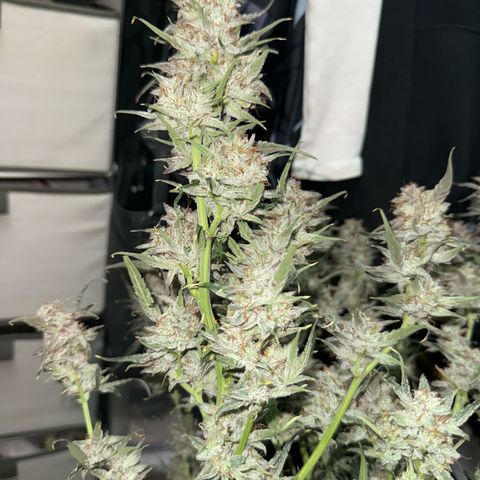 Mephisto Genetics Beary Berry Punch growlog photo: Pics taken after being placed in darkness for 2 days and then chopped last night. Now they will be dried for hopefully 8+ days at 60-62% humidity and as close to 70 degrees F as possible. Then they will be placed in mason jars for a cure. Checking to make sure they are maintain enough moisture to continue a cure throughout the drying period. 