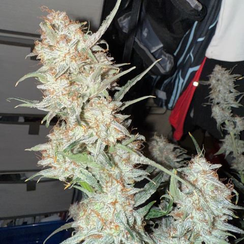 Mephisto Genetics Beary Berry Punch growlog photo: Pics taken after being placed in darkness for 2 days and then chopped last night. Now they will be dried for hopefully 8+ days at 60-62% humidity and as close to 70 degrees F as possible. Then they will be placed in mason jars for a cure. Checking to make sure they are maintain enough moisture to continue a cure throughout the drying period. 