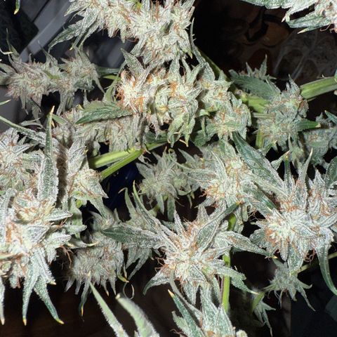 Mephisto Genetics Beary Berry Punch growlog photo: Pics taken after being placed in darkness for 2 days and then chopped last night. Now they will be dried for hopefully 8+ days at 60-62% humidity and as close to 70 degrees F as possible. Then they will be placed in mason jars for a cure. Checking to make sure they are maintain enough moisture to continue a cure throughout the drying period. 