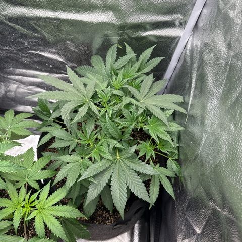 Toof Decay x Walter White  growlog timeline photo