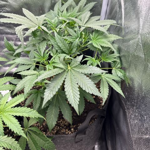 Toof Decay x Walter White  growlog timeline photo