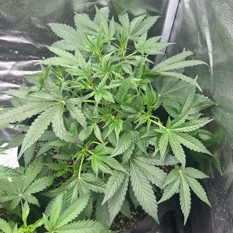 Toof Decay x Walter White  growlog timeline photo