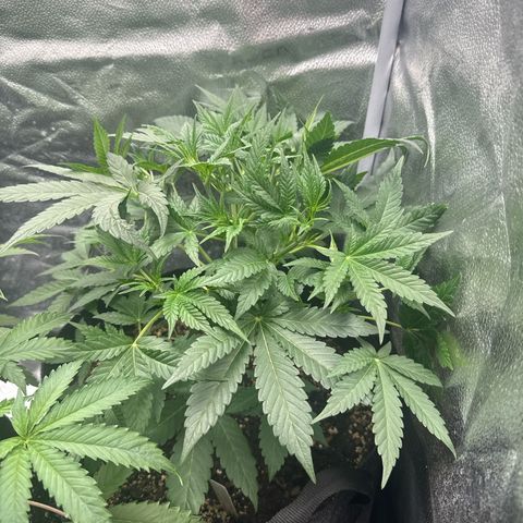 Toof Decay x Walter White  growlog timeline photo