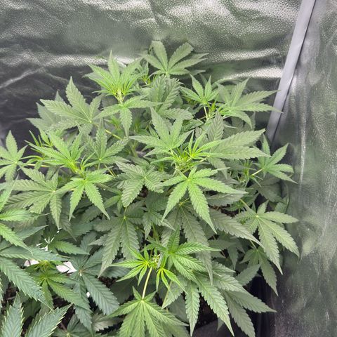 Toof Decay x Walter White  growlog timeline photo